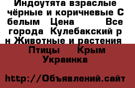 Индоутята взраслые чёрные и коричневые С белым › Цена ­ 450 - Все города, Кулебакский р-н Животные и растения » Птицы   . Крым,Украинка